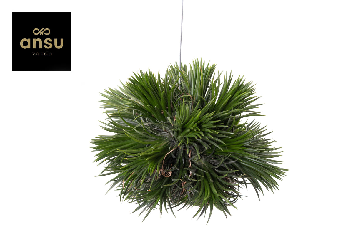 Tillandsia Magic Ball 10cm 10cm Pot