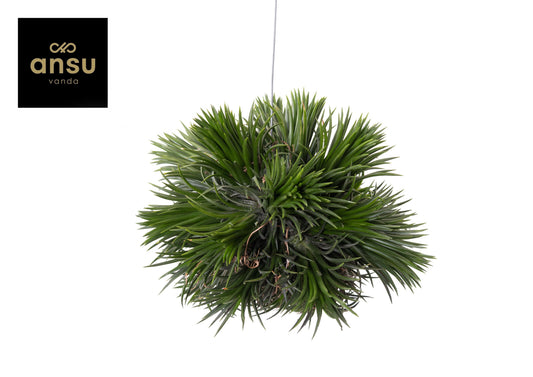 Ansu Tillandsia Magic Ball Pack of 2