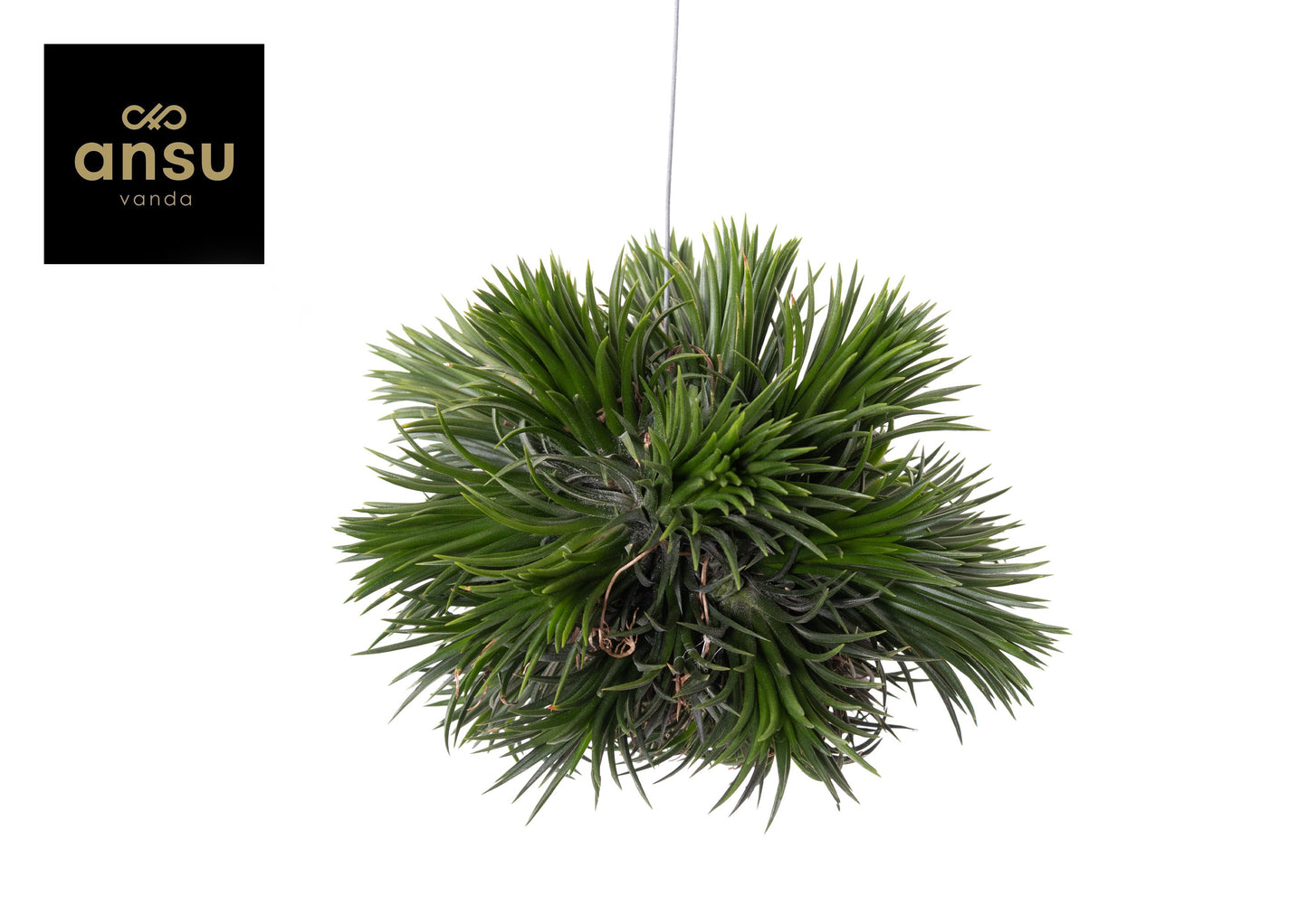 Tillandsia Magic Ball 10cm 10cm Pot