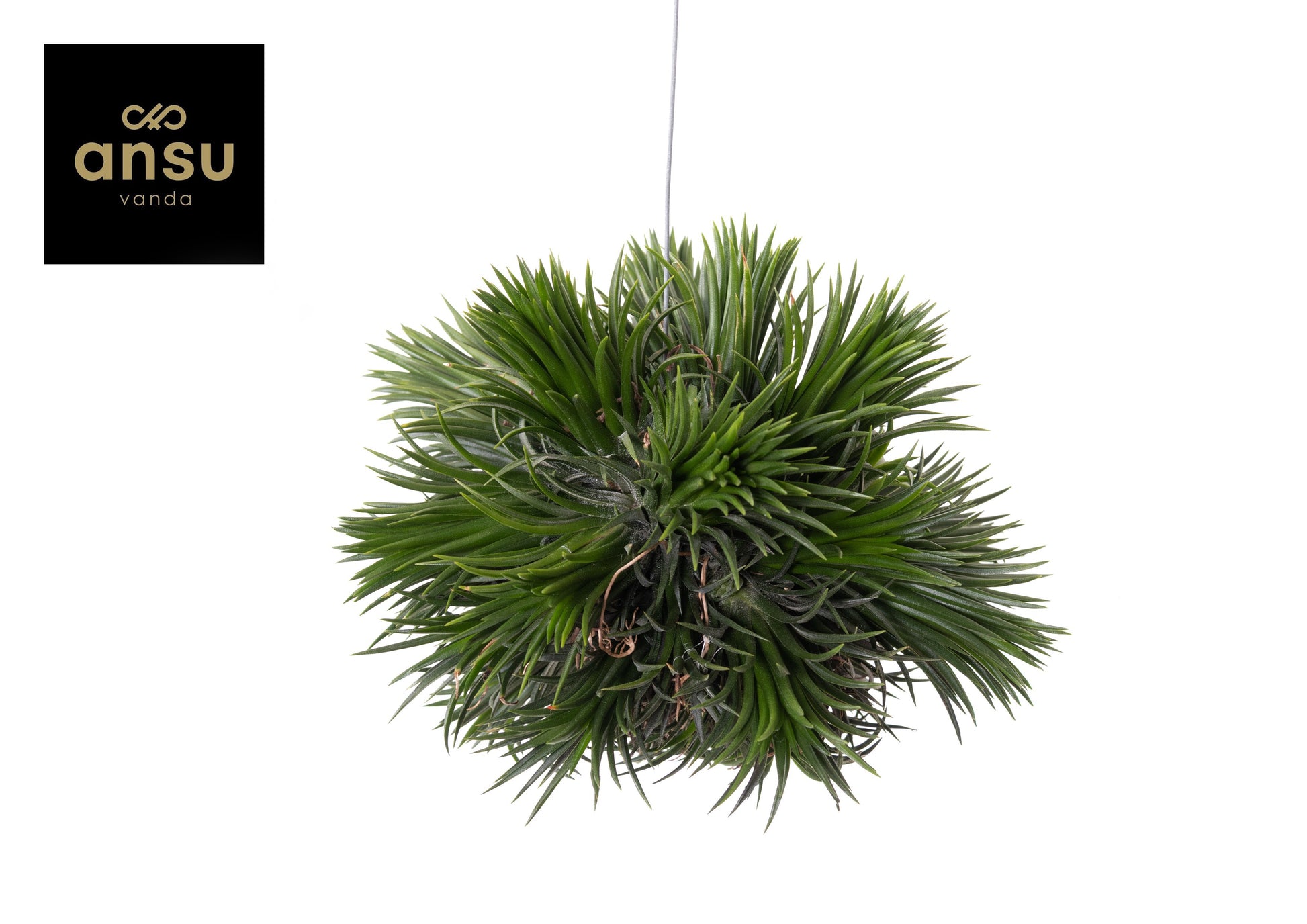 Tillandsia Magic Ball 10cm 10cm Pot