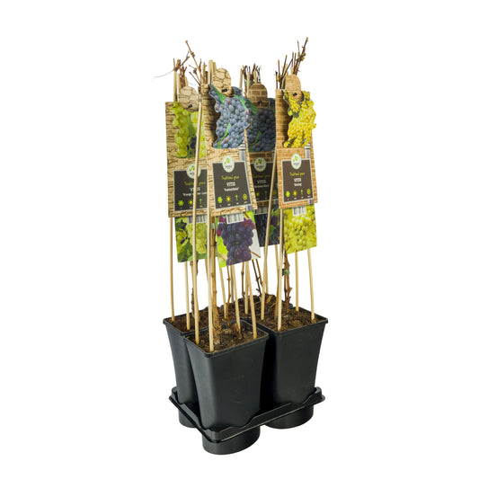 Fruit/Shrub Climber mix 75cm 17cm Pot