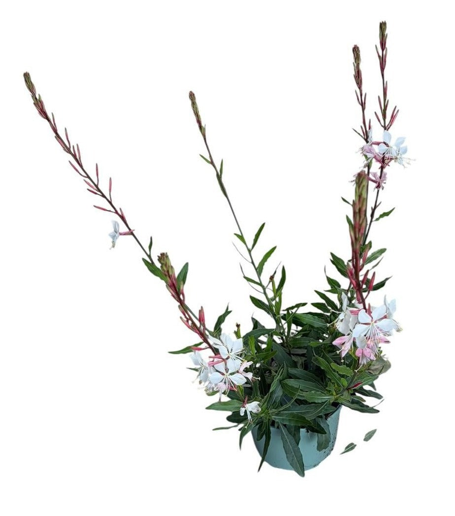 Gaura Whirling Butterflies 45cm 17cm Pot