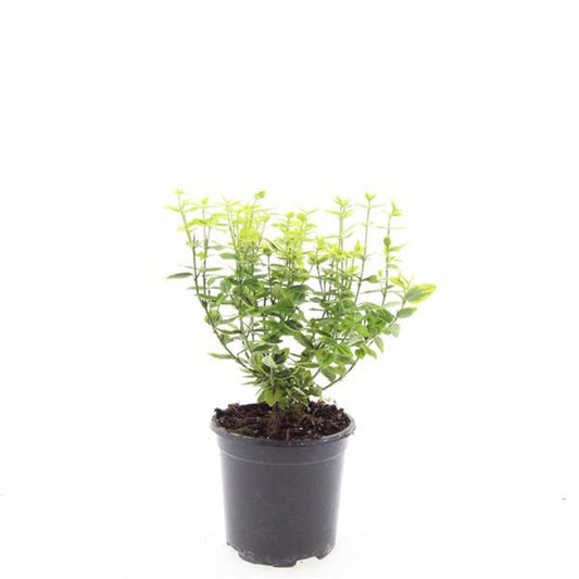 Euonymus Emerald & Gold 10cm 14cm Pot