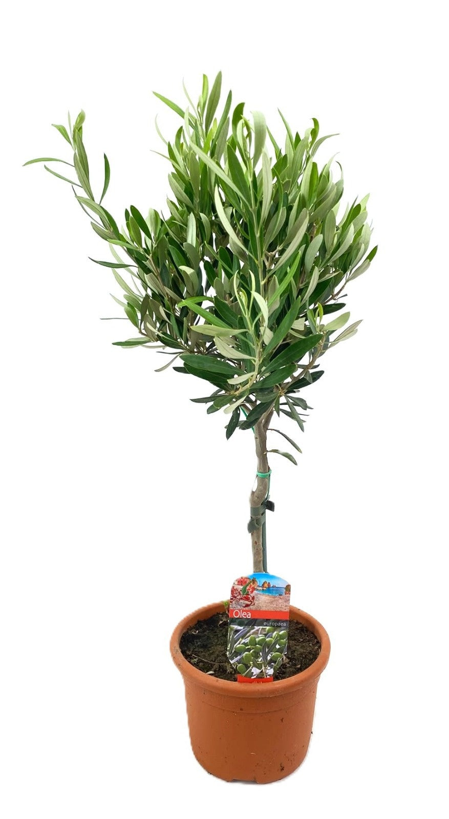 Olea europaea 65cm 17cm Pot