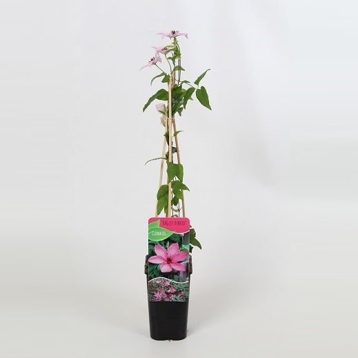 Clematis Hagley Hybrid 60cm 14cm Pot