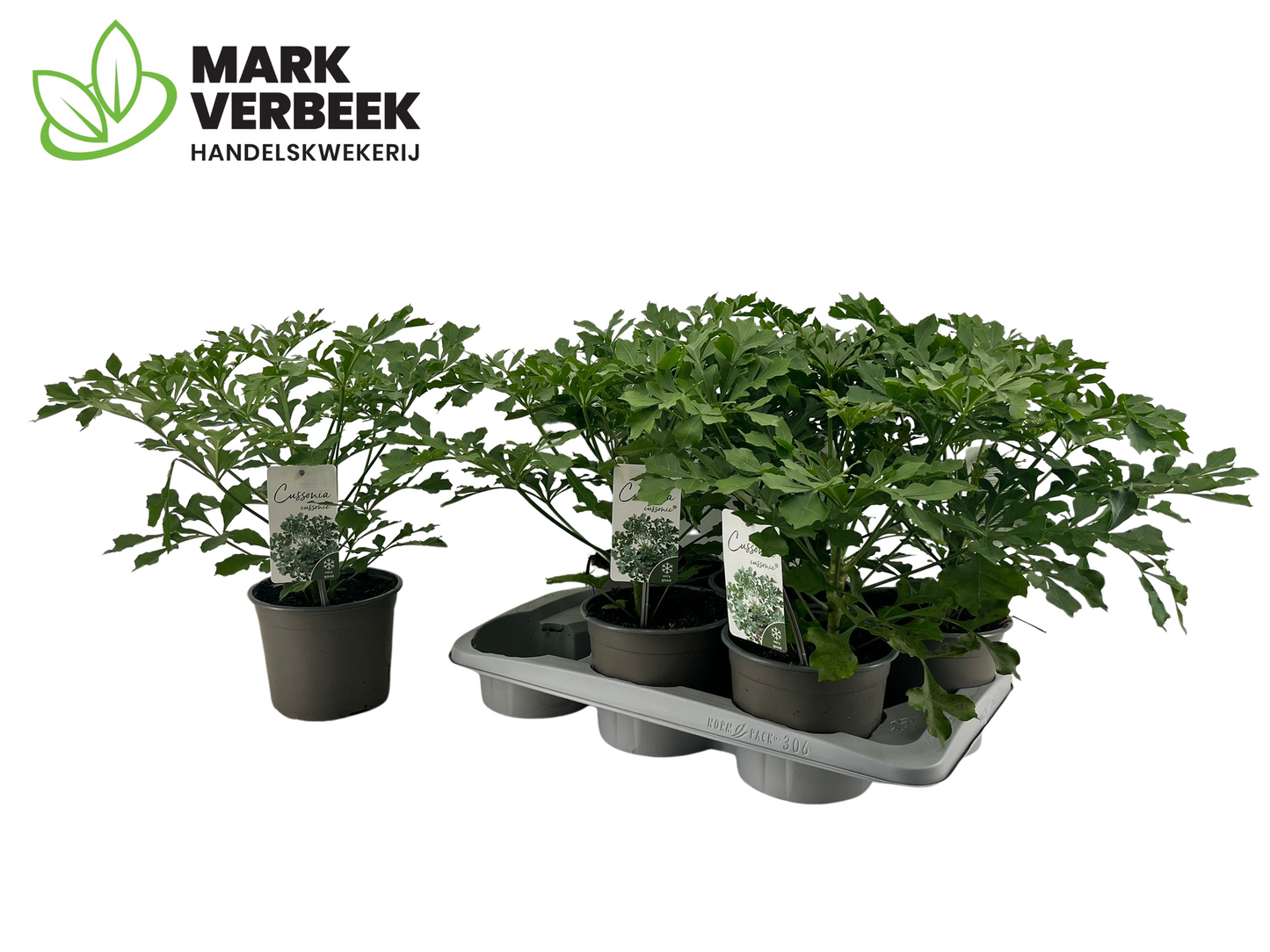 Verbeek, Hkw. Mark Cussonia Pack of 6