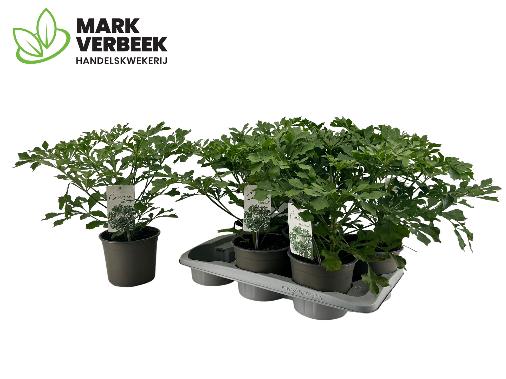 Verbeek, Hkw. Mark Cussonia Pack of 6