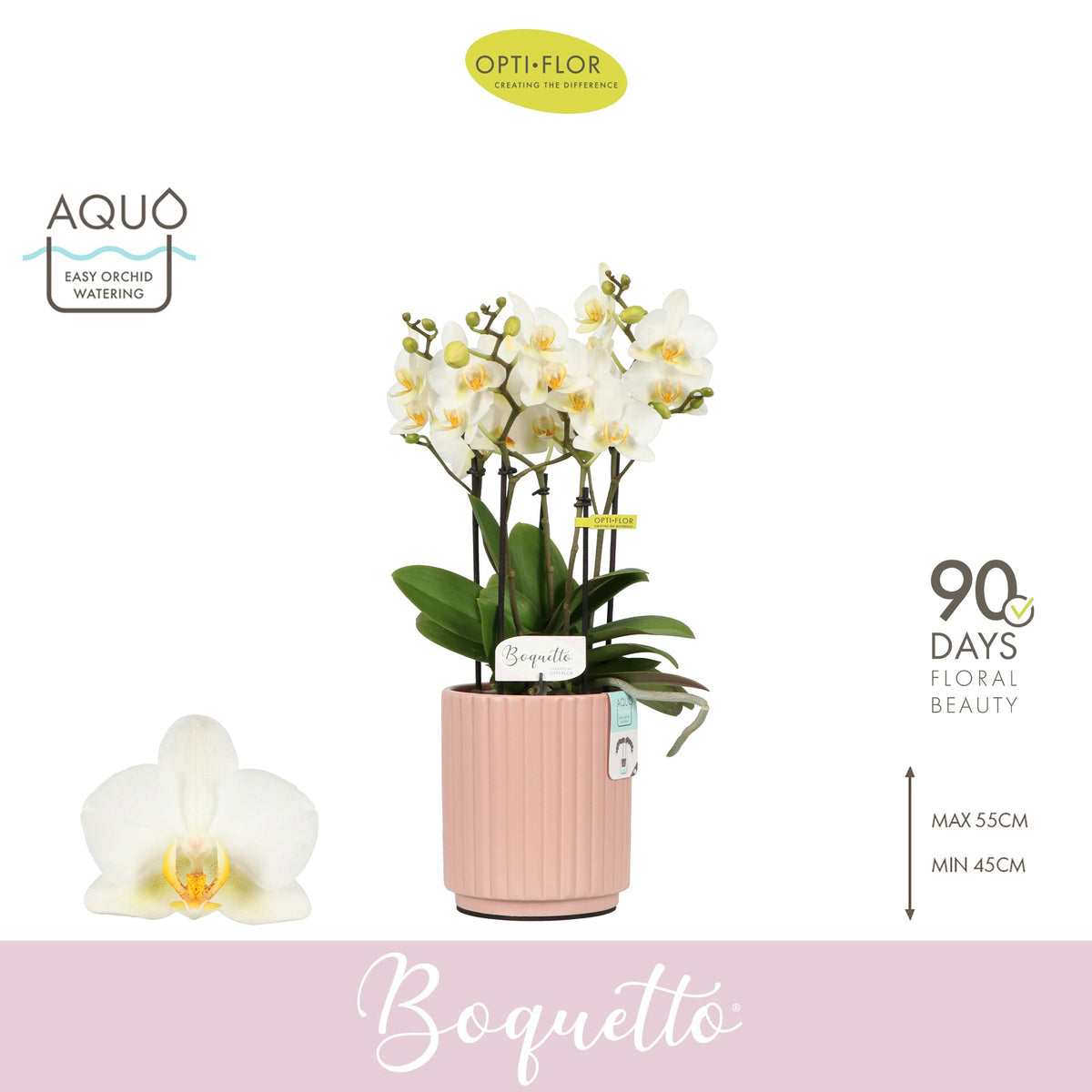 Phalaenopsis multiflora white 45cm 12cm Pot