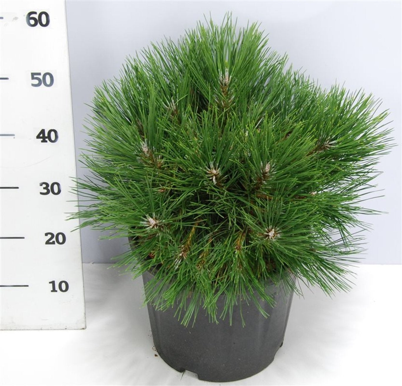 Pinus thunbergii 70cm 27cm Pot