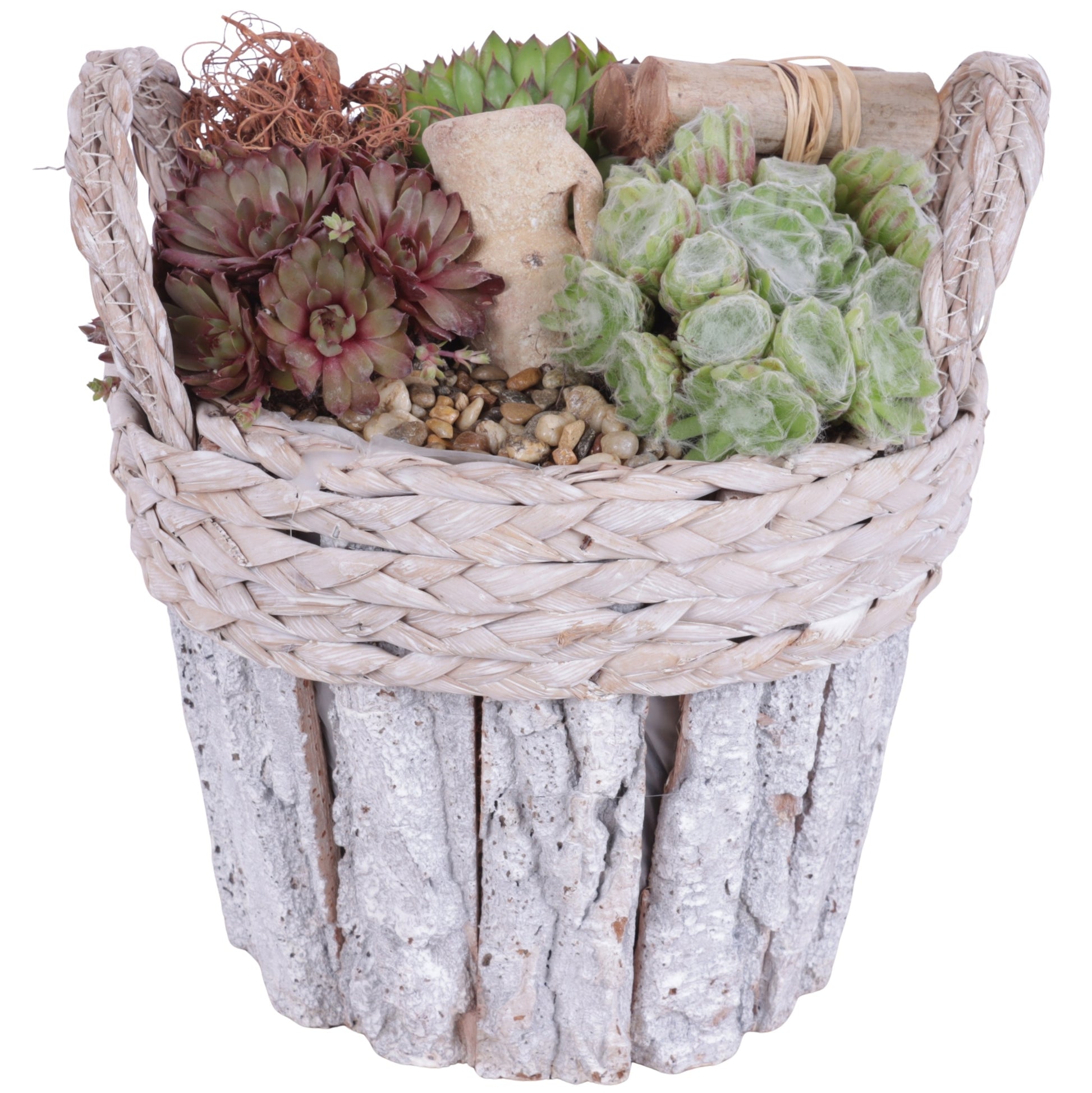 arr. Sempervivum 25cm 22cm Pot