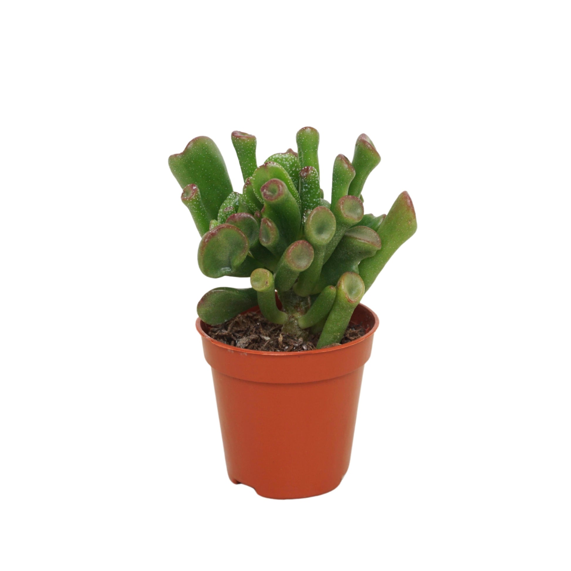 Crassula Trompet 8cm 505cm Pot