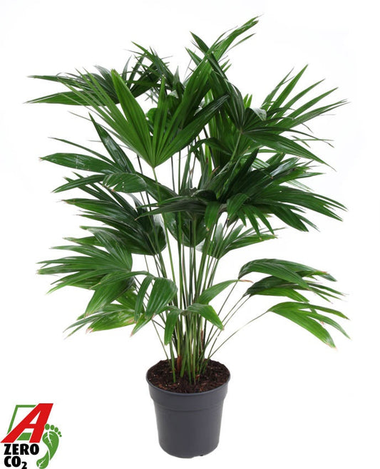 Livistona rotundifolia 140cm 30cm Pot