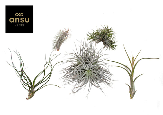 Tillandsia mix 5cm 2cm Pot