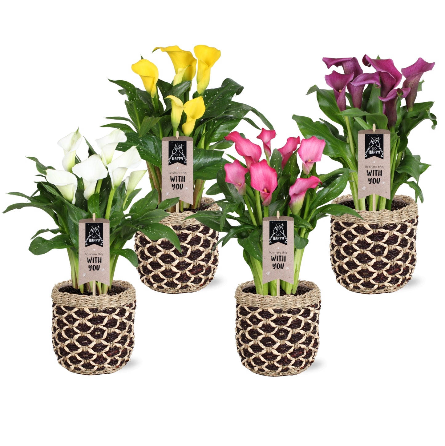 Dynaplant Bv Zantedeschia mix Pack of 4