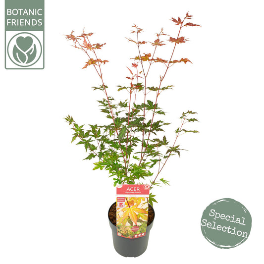 Acer Redwine 65cm 19cm Pot