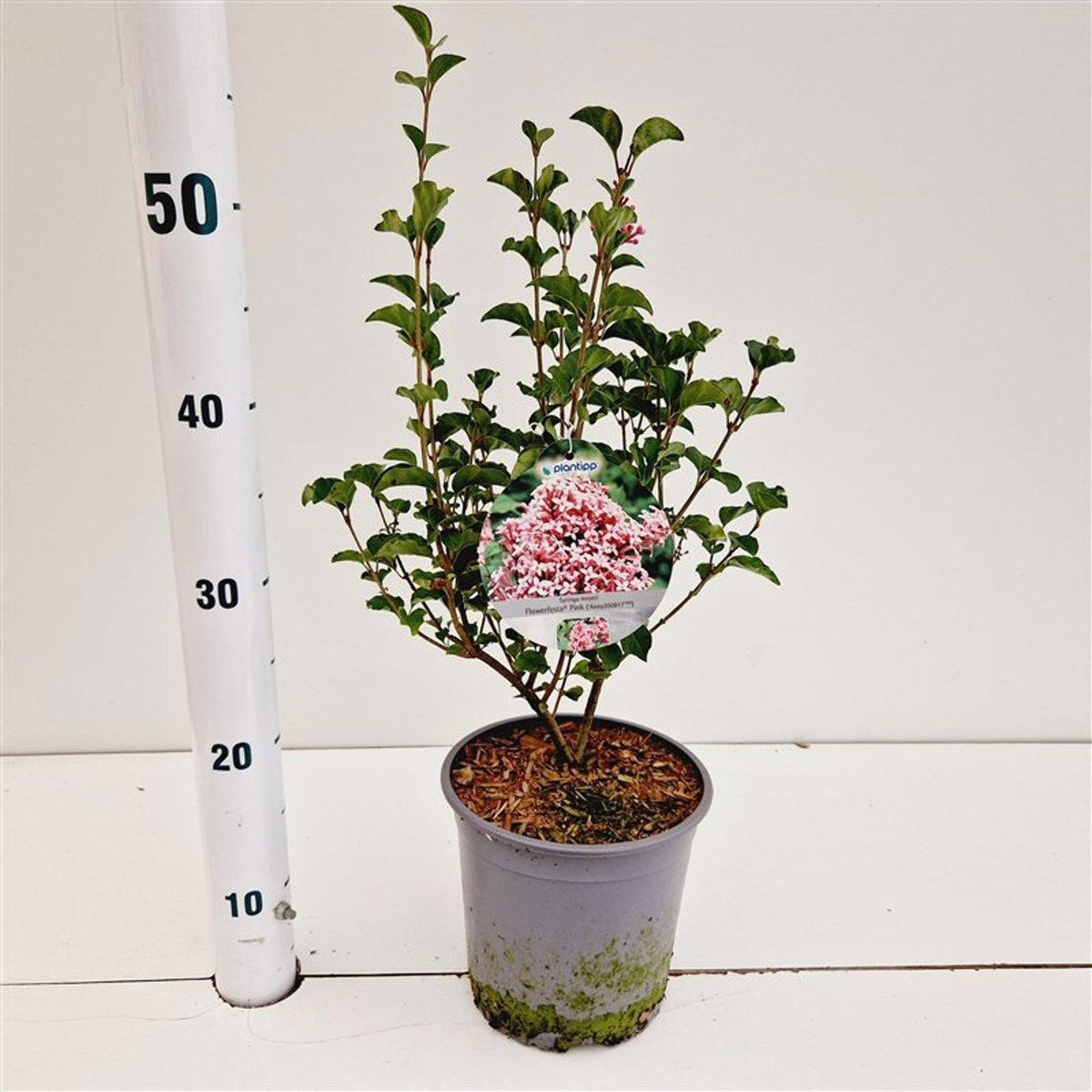 Syringa Meyeri mix 35cm 17cm Pot