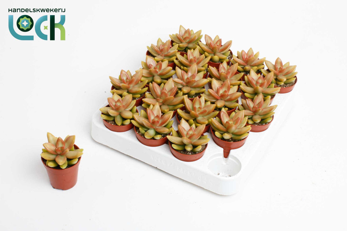 Sedum Adolphii 10cm 5.5cm Pot