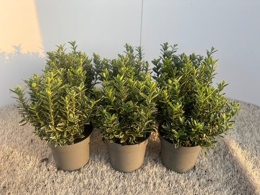 Euonymus japonicus Microphyllus Albovariegatus 20cm 510cm Pot
