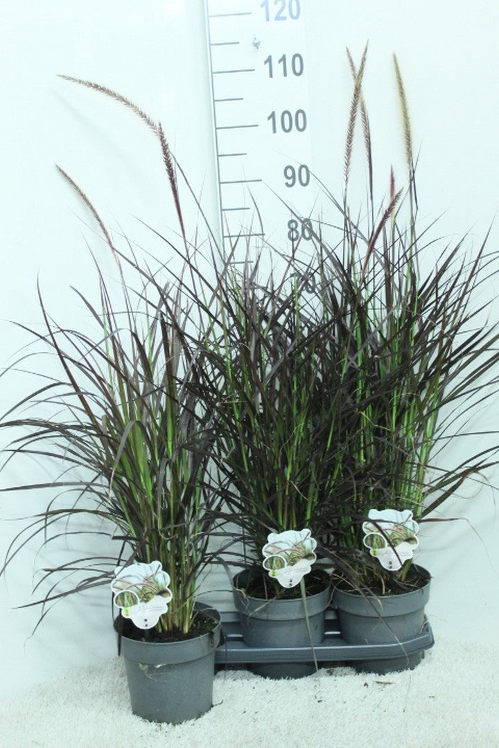 Pennisetum Rubrum 100cm 19cm Pot