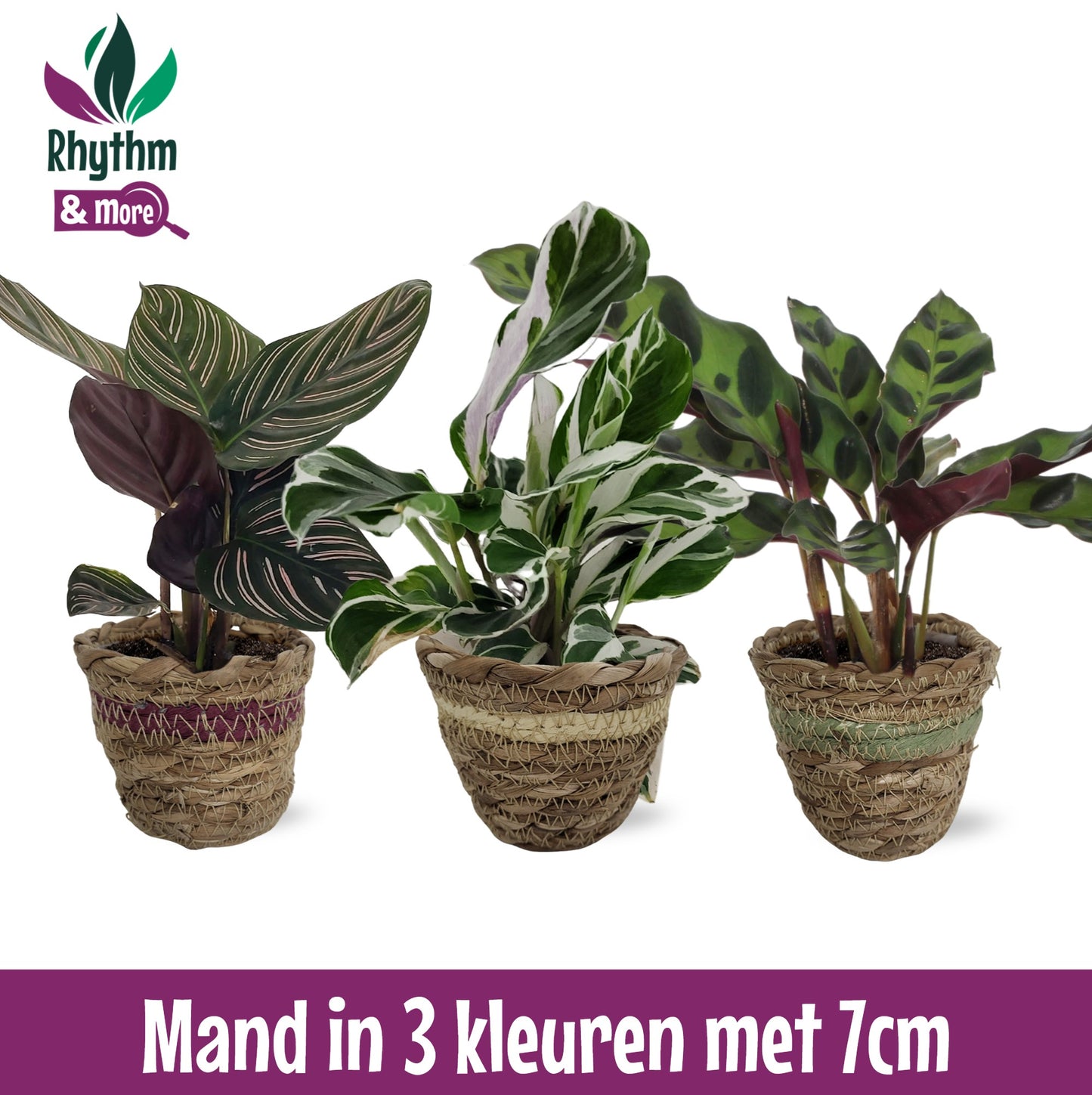 Valstar, Hkw. Gebr. Calathea mix Pack of 12