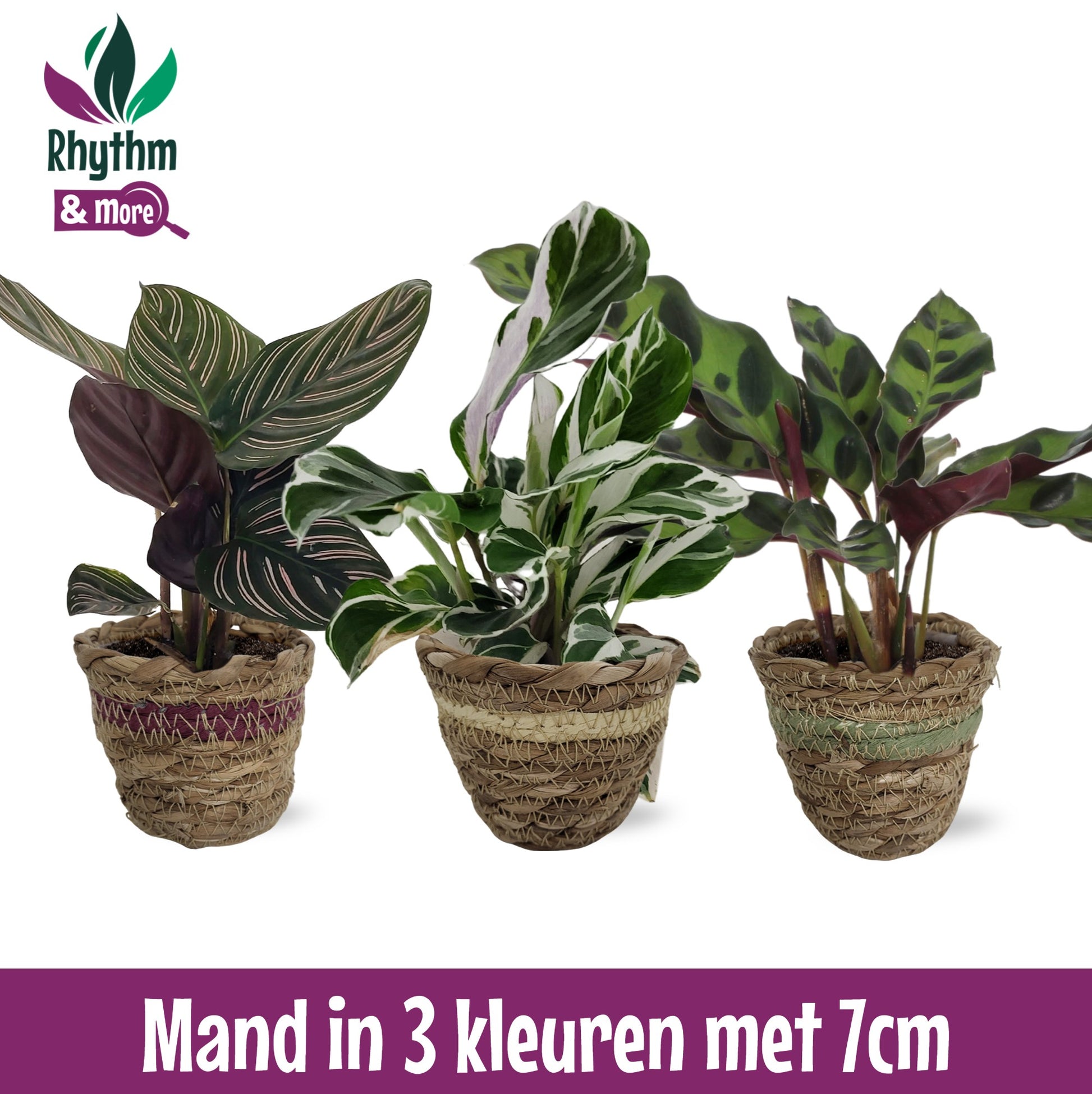 Valstar, Hkw. Gebr. Calathea mix Pack of 12