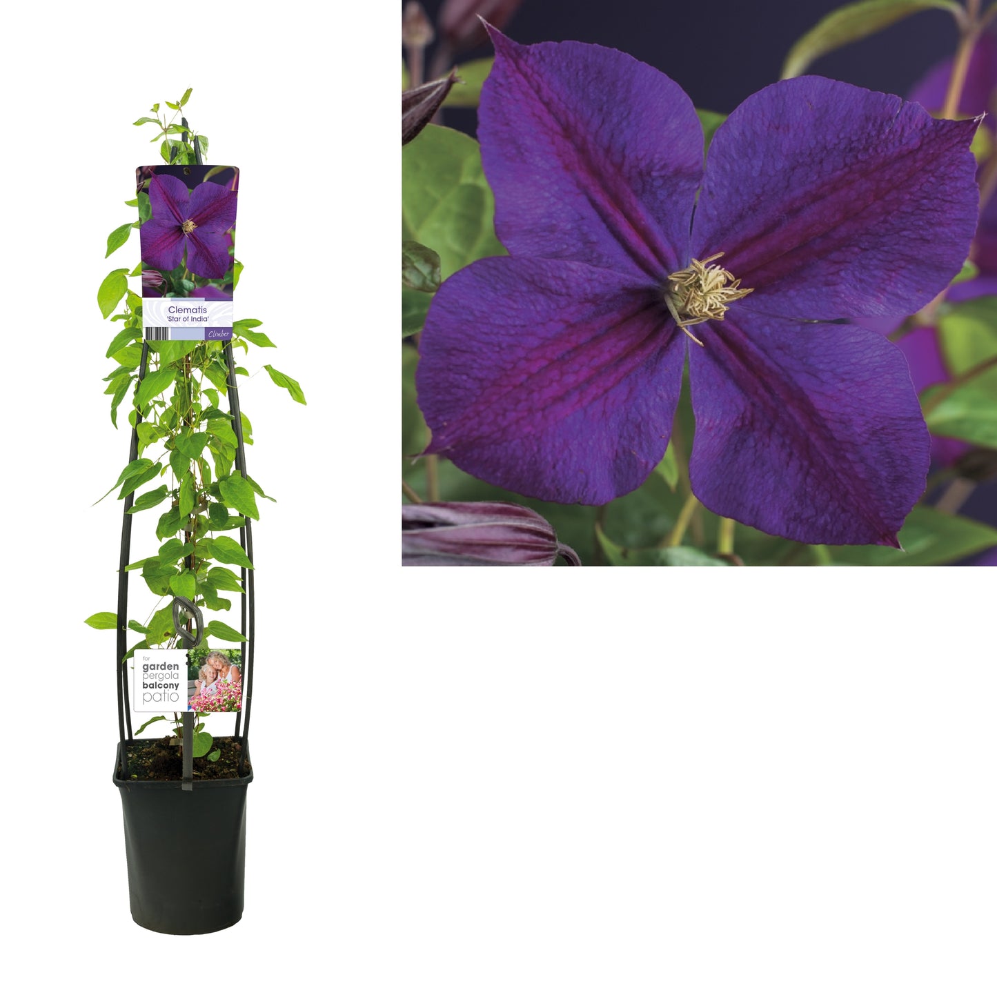 Clematis Star of India 115cm 23cm Pot