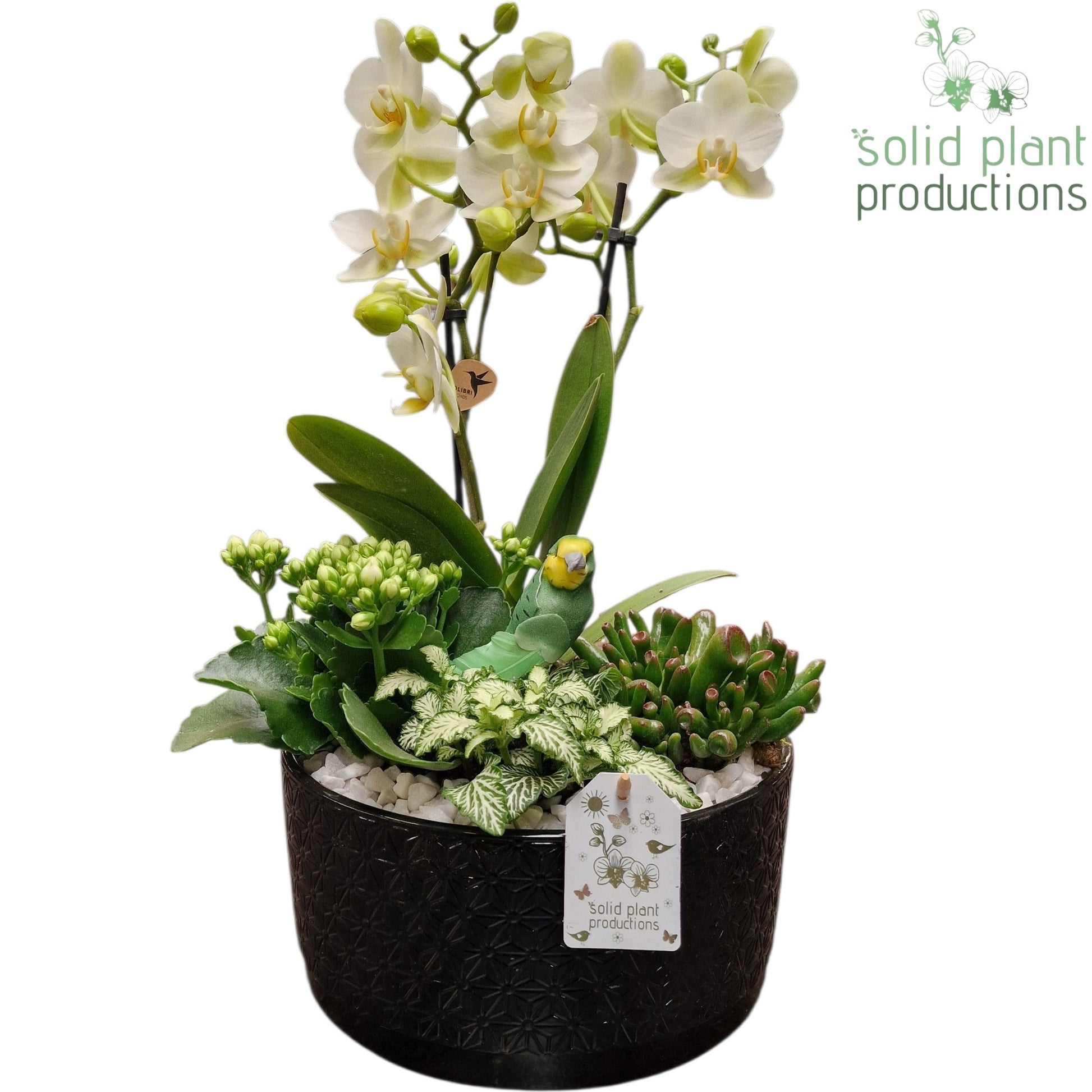 Solid Plant Productions PH004 Stella Black Pack of 2