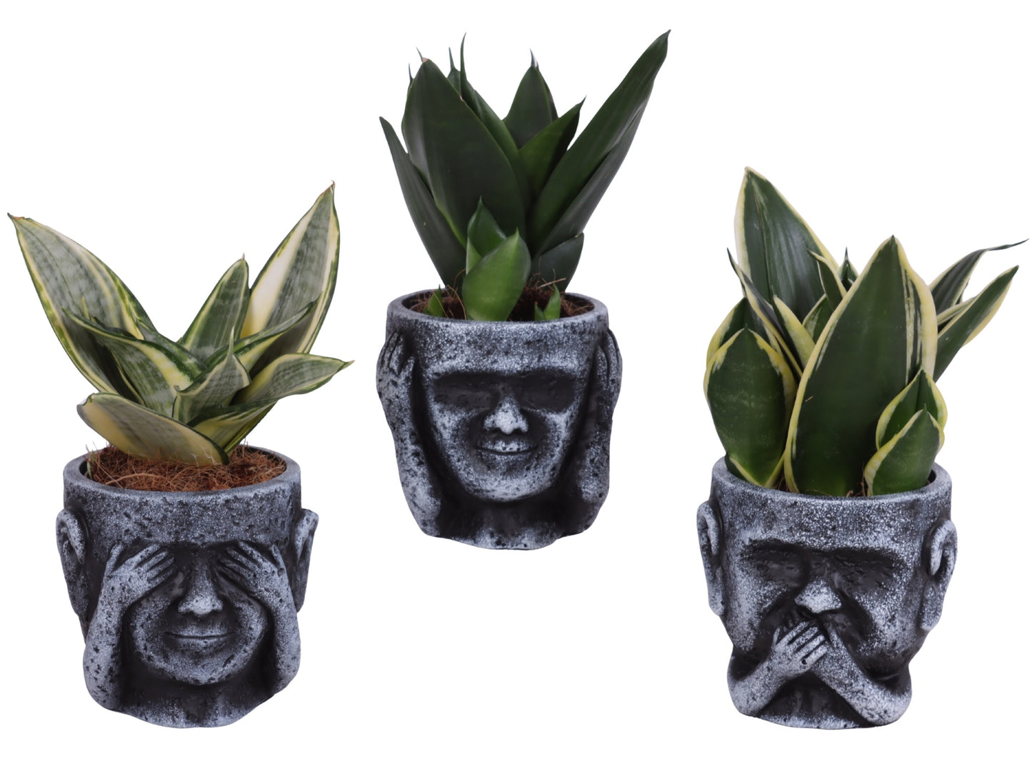 Sansevieria trifasciata 25cm 12cm Pot