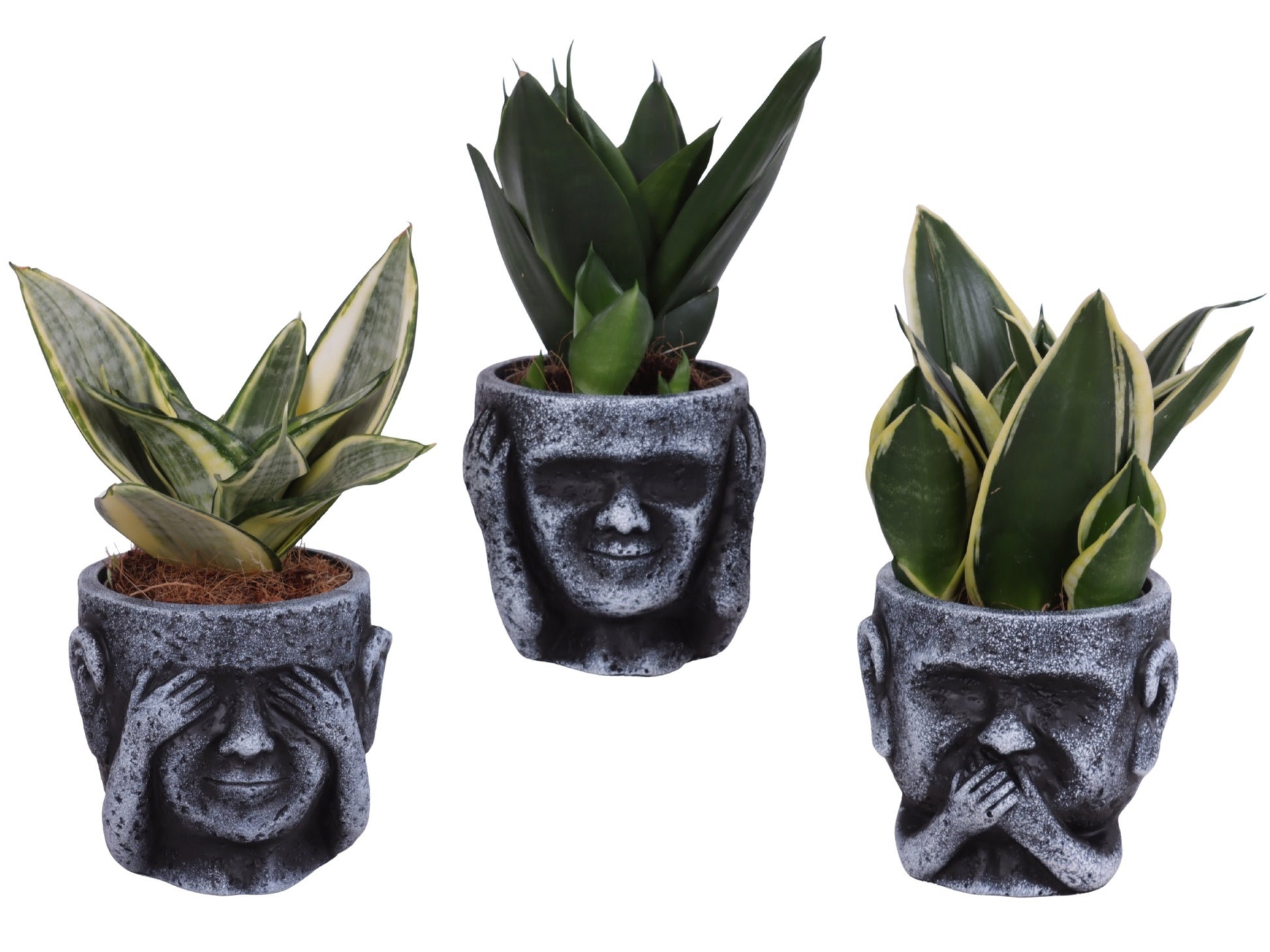 Sansevieria trifasciata 25cm 12cm Pot