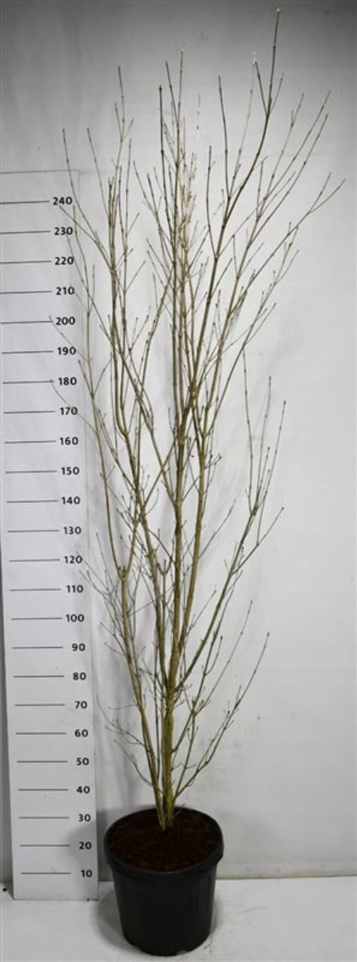 Cornus kousa Weisse Fontaine 270cm 40cm Pot