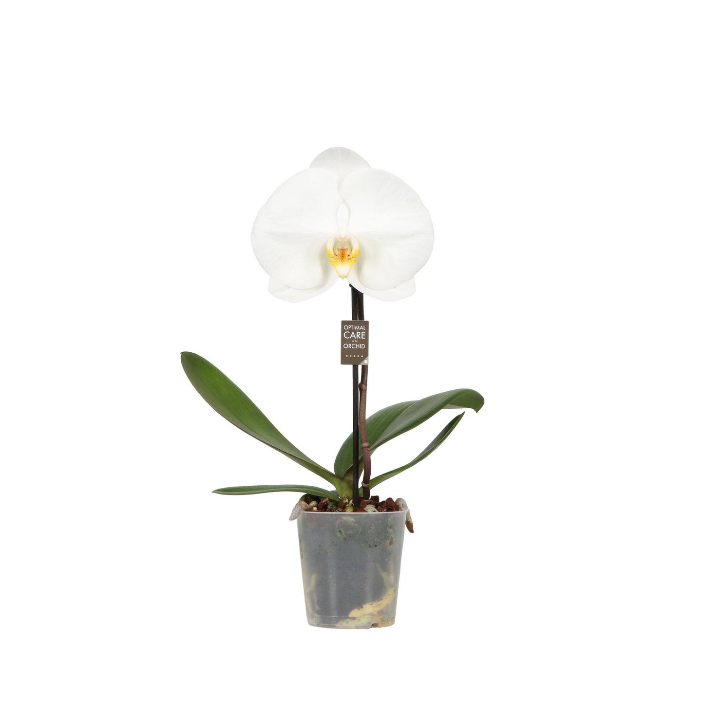 Opti-Flor Phalaenopsis white Pack of 12