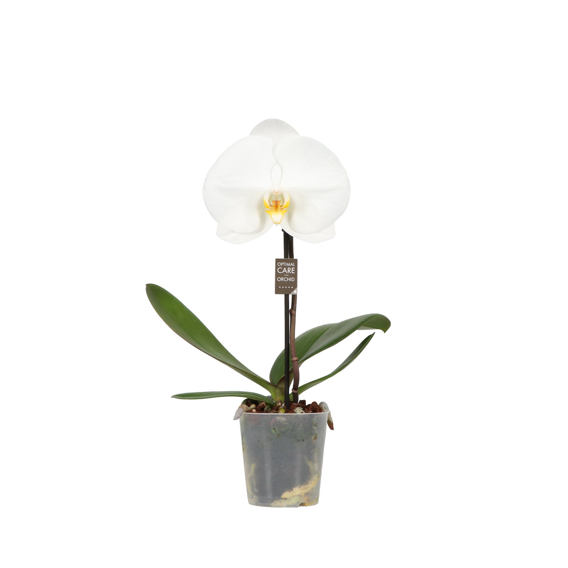 Opti-Flor Phalaenopsis white Pack of 12