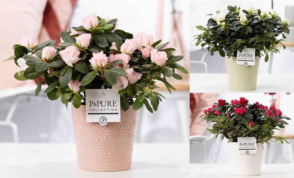 Rhododendron Vogel 3 colors 25cm 12cm Pot