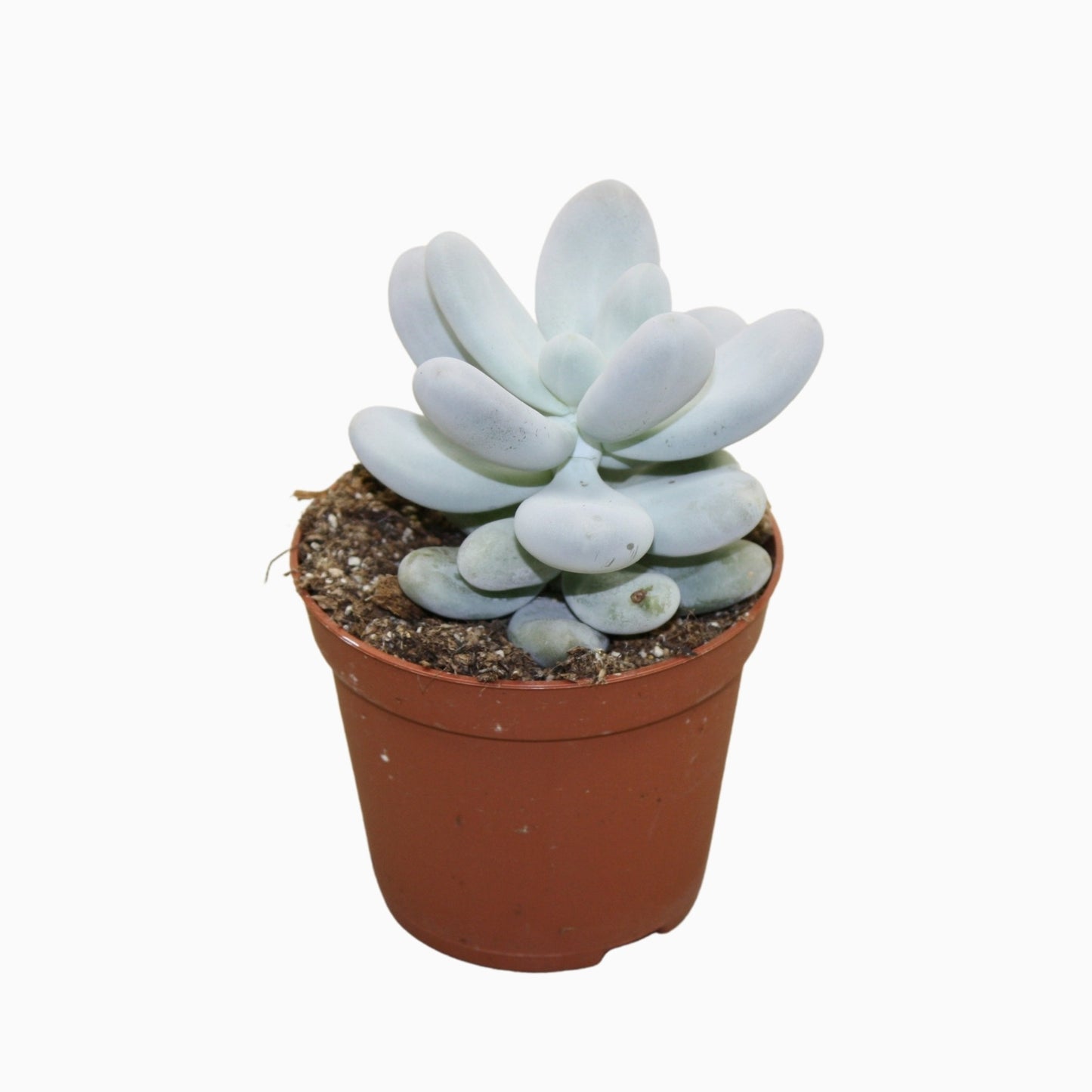Pachyphytum oviferum 10cm Special Pot (508)