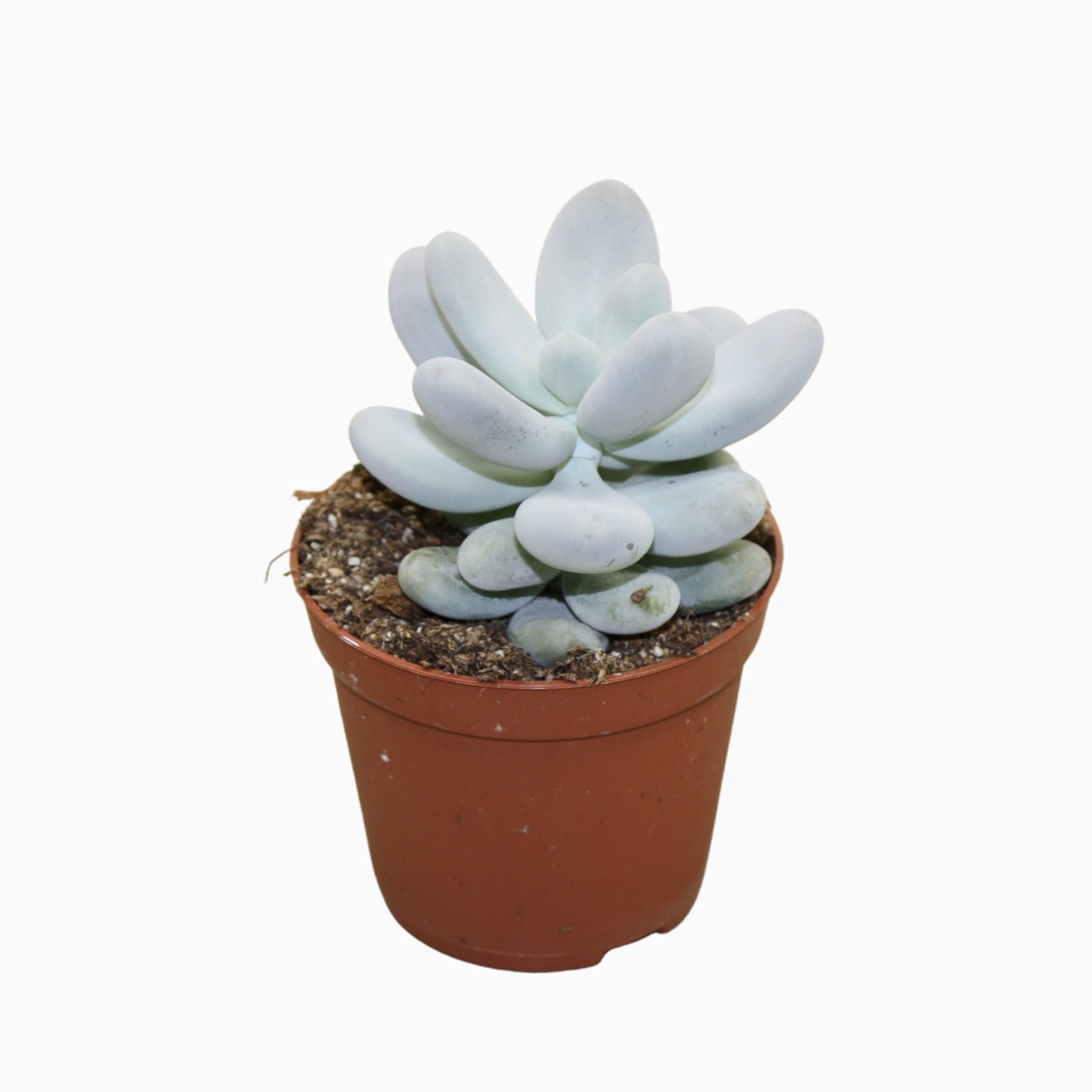 Pachyphytum oviferum 10cm Special Pot (508)