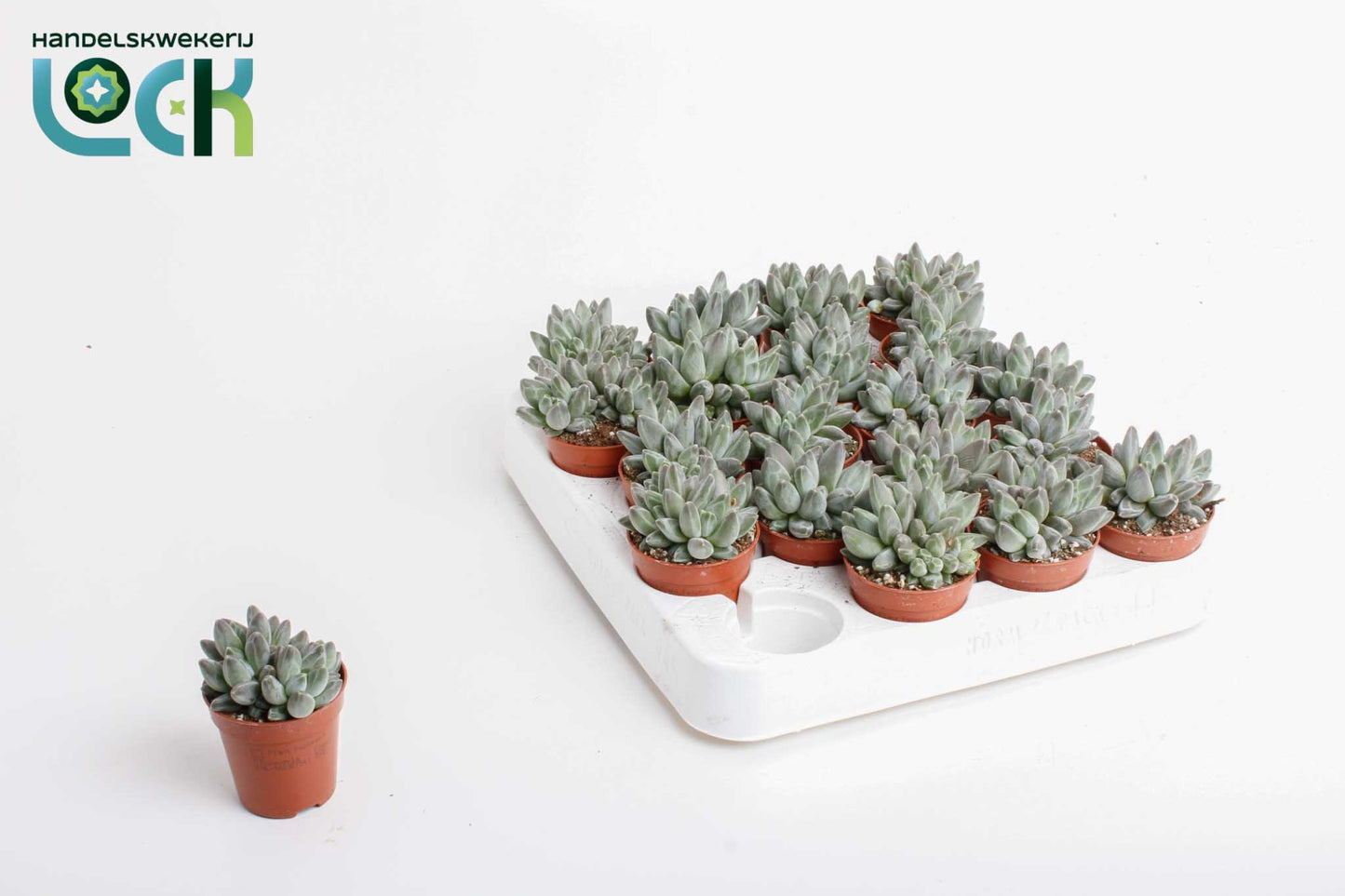 Echeveria hookeri 10cm 5.5cm Pot