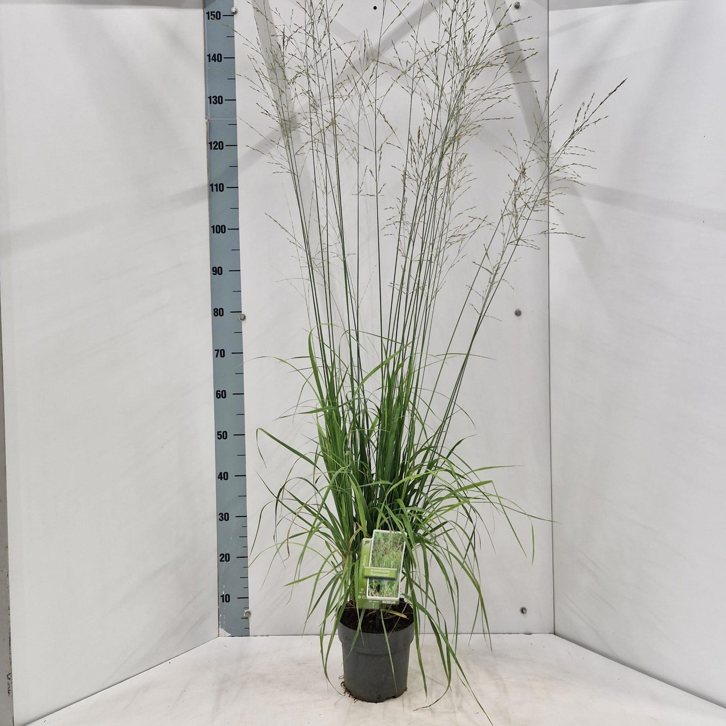 Molinia Transparent 150cm 19cm Pot