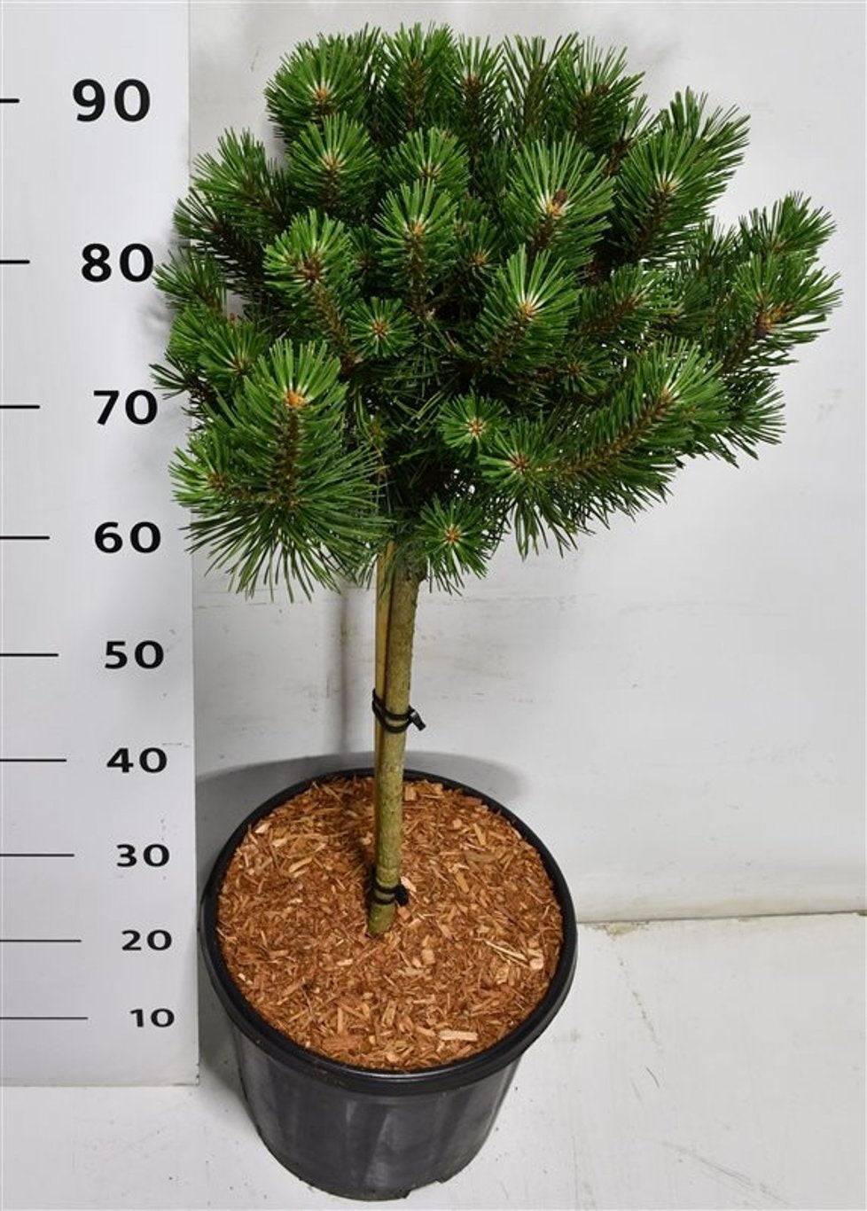 Pinus thunbergii 95cm 32cm Pot