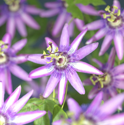 Passiflora Amethyst 40cm 11cm Pot