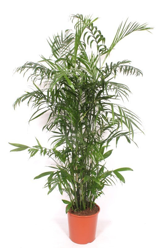 Chamaedorea seifrizii 150cm 30cm Pot