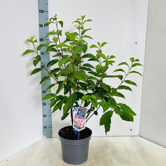 Viburnum farreri 95cm 23cm Pot