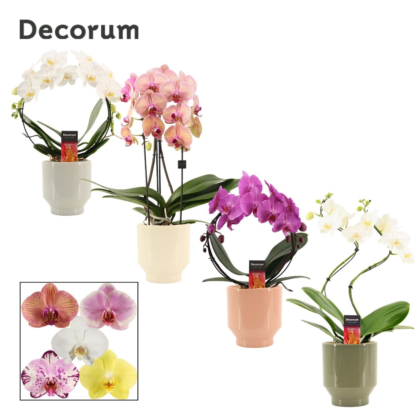 Phalaenopsis mix 45cm 12cm Pot