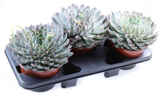 Echeveria Hybrid 20cm 17cm Pot