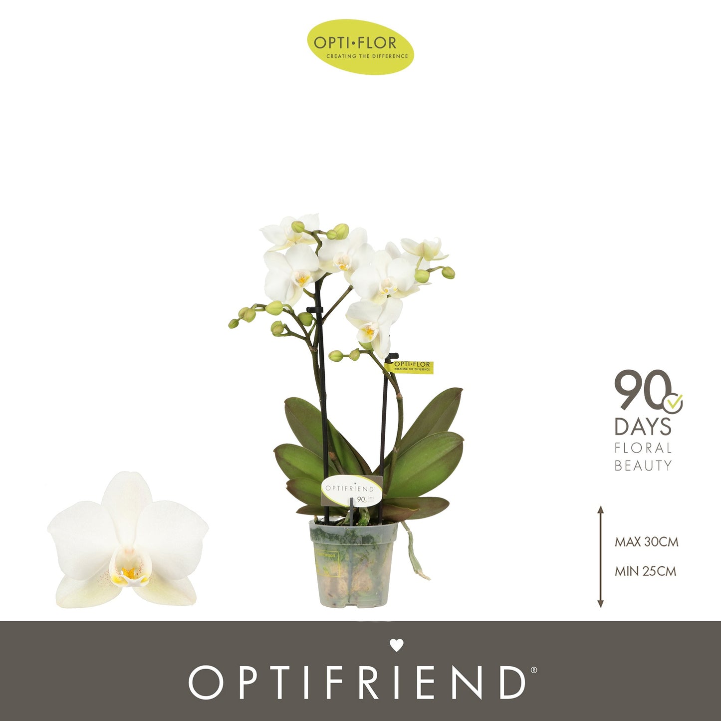 Phalaenopsis multiflora white 25cm 7cm Pot