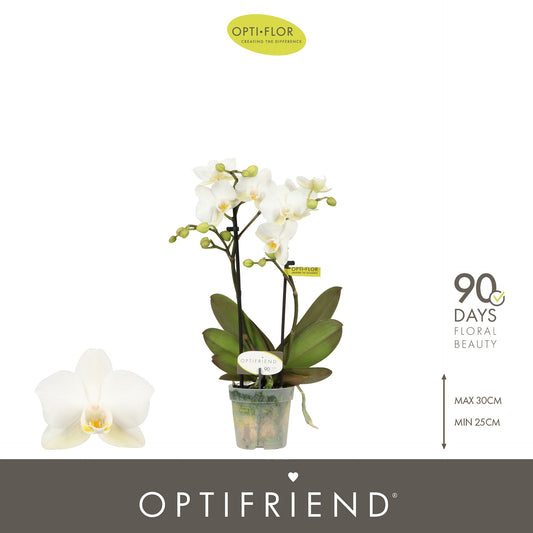 Phalaenopsis multiflora white 25cm 7cm Pot