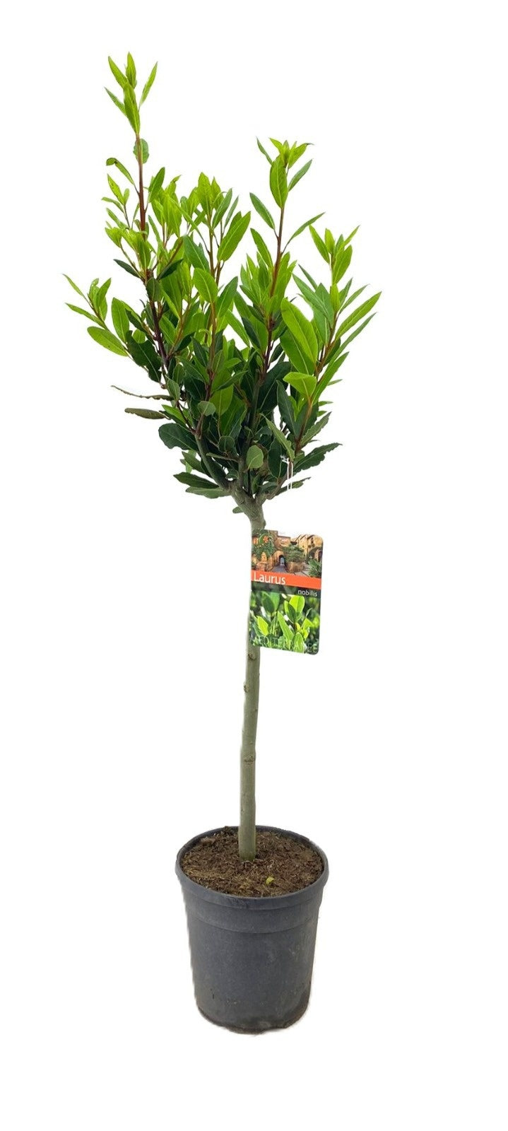 Laurus nobilis 110cm 21cm Pot