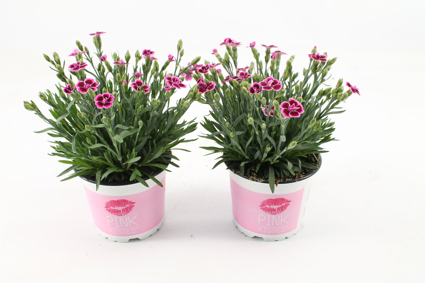 Dianthus Diantica Pink Kisses 25cm 12cm Pot