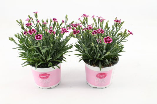 Dianthus Diantica Pink Kisses 25cm 12cm Pot