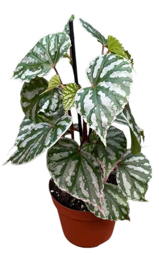 Begonia Cottage Bright Red 30cm 14cm Pot