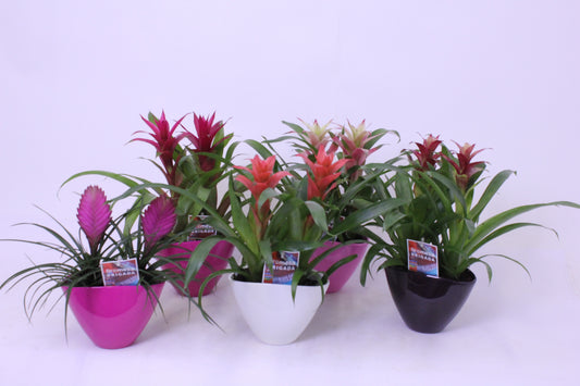 Bromelia mix 40cm 16cm Pot